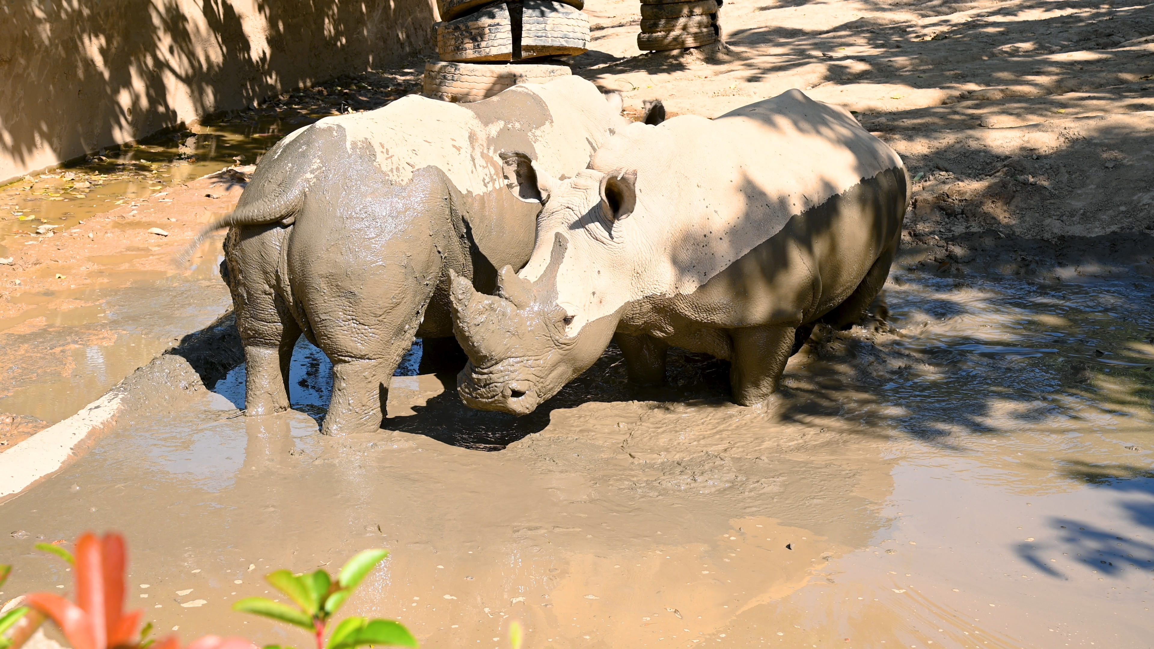 4K实拍动物园泥坑中玩耍的白犀牛视频的预览图