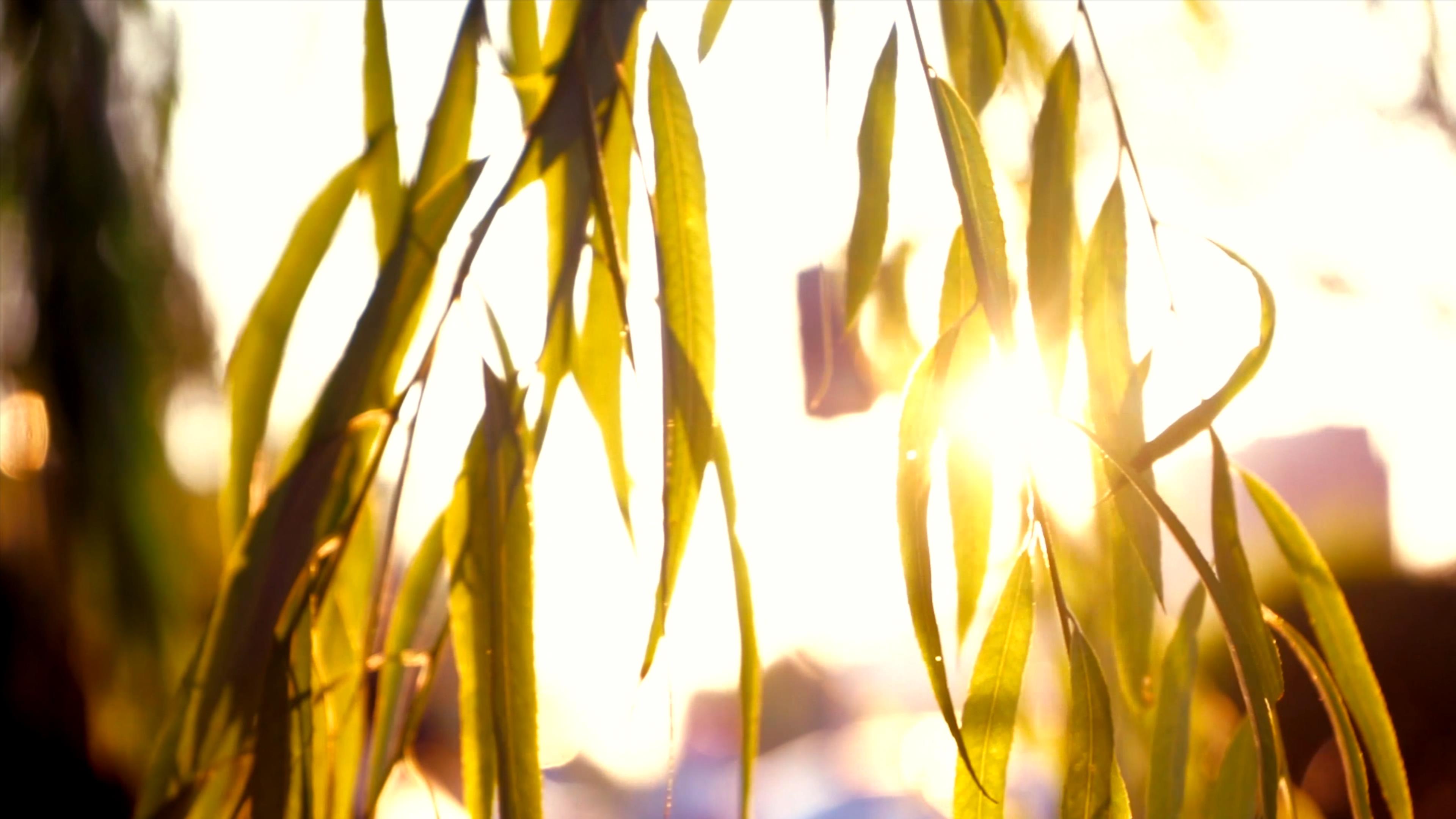 4K实拍自然风景逆光夕阳阳光穿过柳叶视频的预览图
