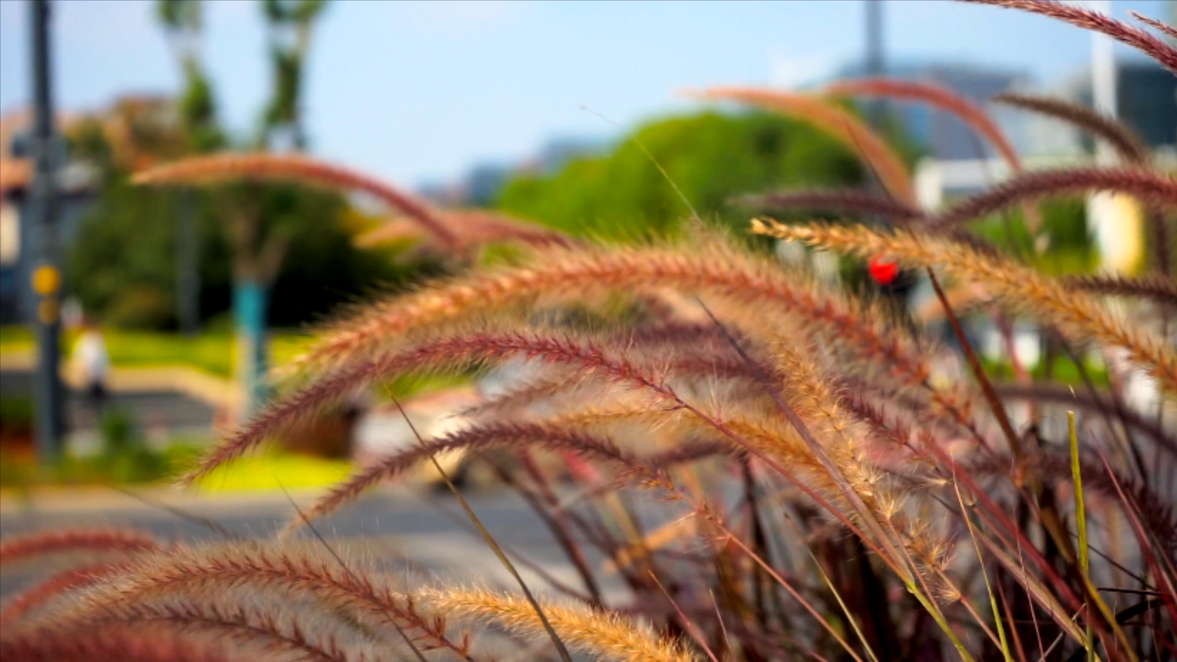 4K实拍秋天风景枯黄的芦苇草意境秋色视频的预览图