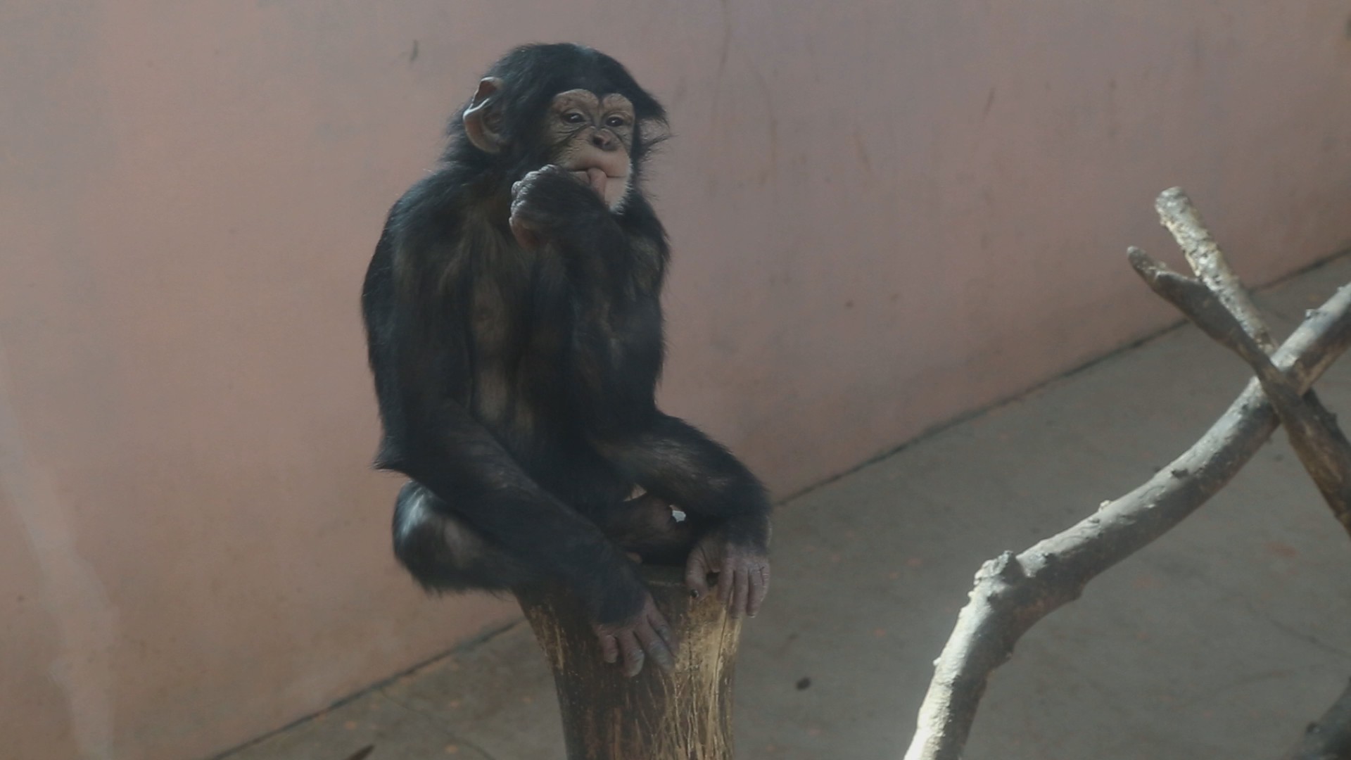 黑猩猩高清1080P猿猴类动物视频视频的预览图