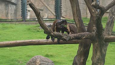 黑帽悬猴高清1080P猿猴类动物视频视频的预览图