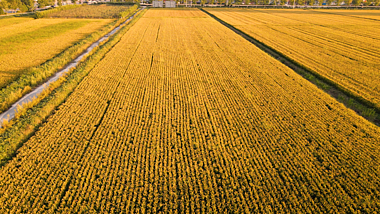 4K航拍稻田规则种植空镜头视频的预览图
