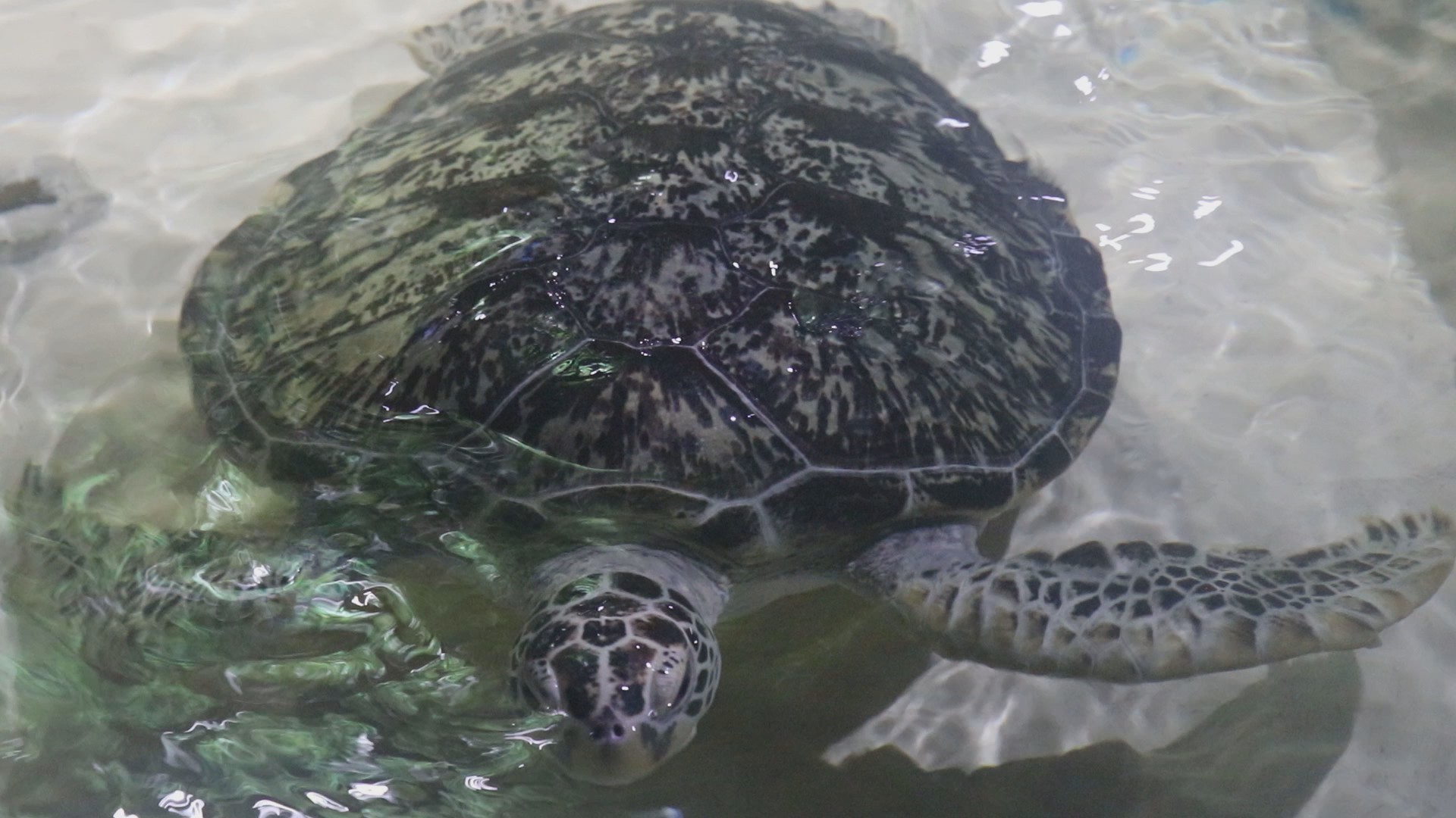海龟高清1080P龟类动物视频视频的预览图