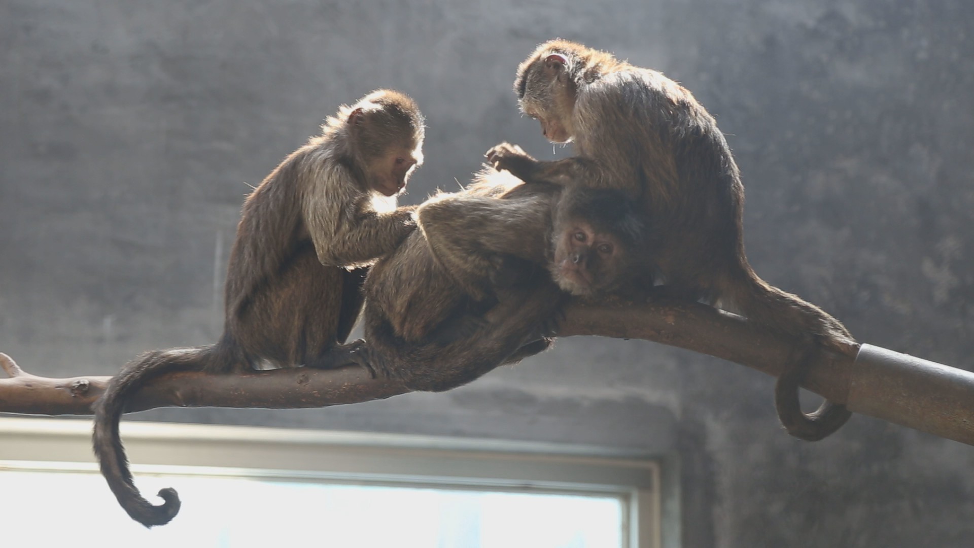 灰斑悬猴高清1080P猿猴类动物视频视频的预览图