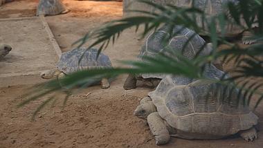 亚达伯拉象龟高清1080P龟类动物视频视频的预览图