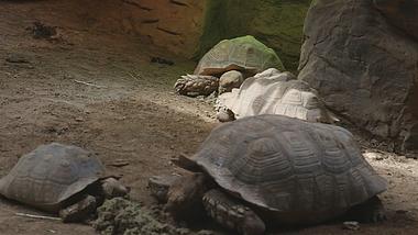 苏卡达象龟高清1080P龟类动物视频视频的预览图