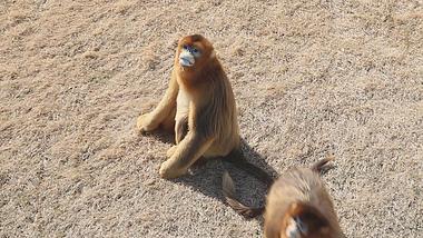 金丝猴高清1080P猿猴类动物视频视频的预览图