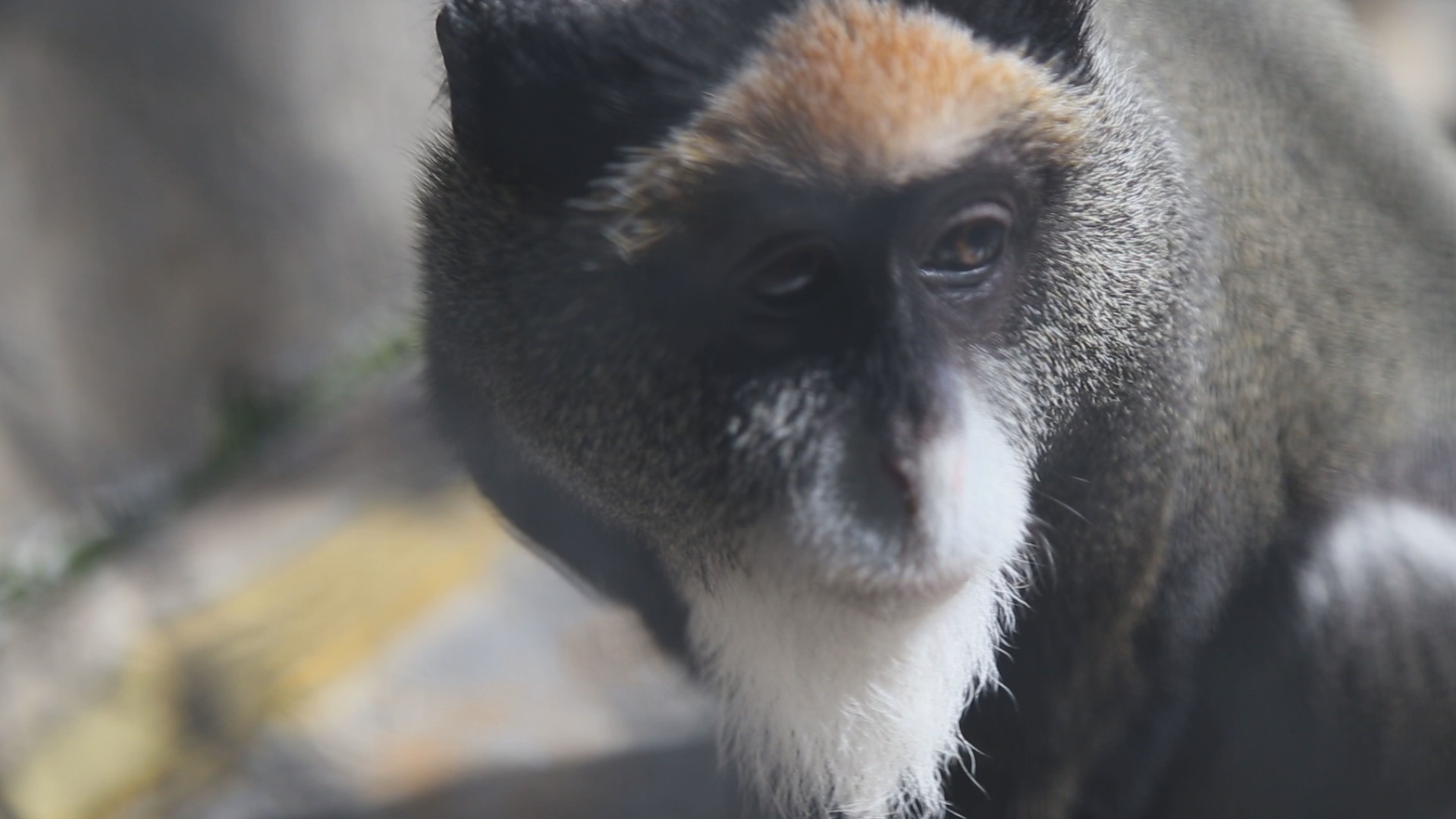 白臀长尾猴高清1080P猿猴类动物视频视频的预览图