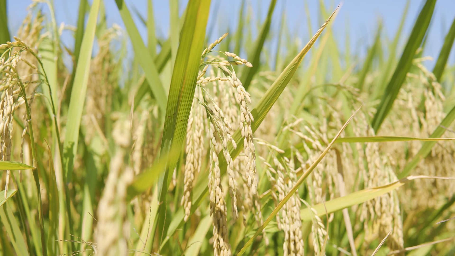 4k实拍风吹水稻稻穗视频的预览图