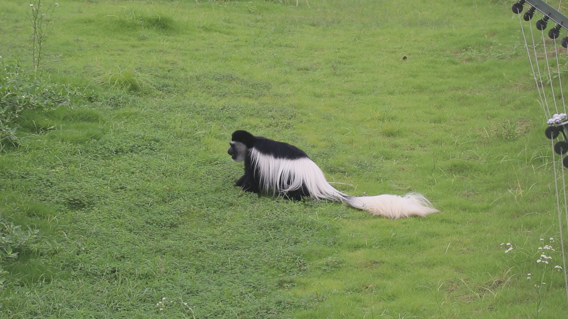 黑白疣猴高清1080P猿猴类动物视频视频的预览图
