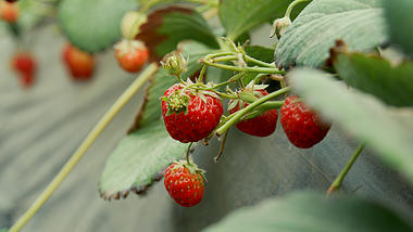 4K农业大棚里的水果草莓视频的预览图