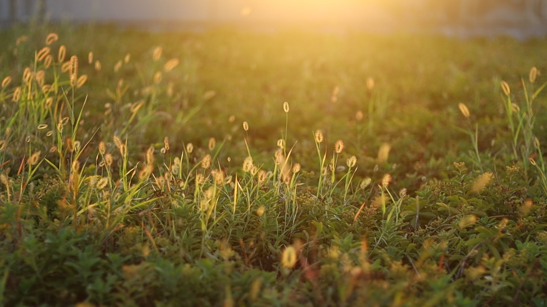 1080P实拍夕阳西下被光照射的逆光植物视频的预览图
