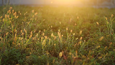 1080P实拍夕阳西下被光照射的逆光植物视频的预览图