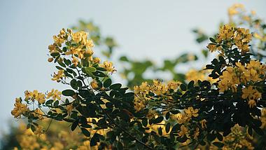 4k阳光下盛开的桂花植物空镜自然风景视频的预览图