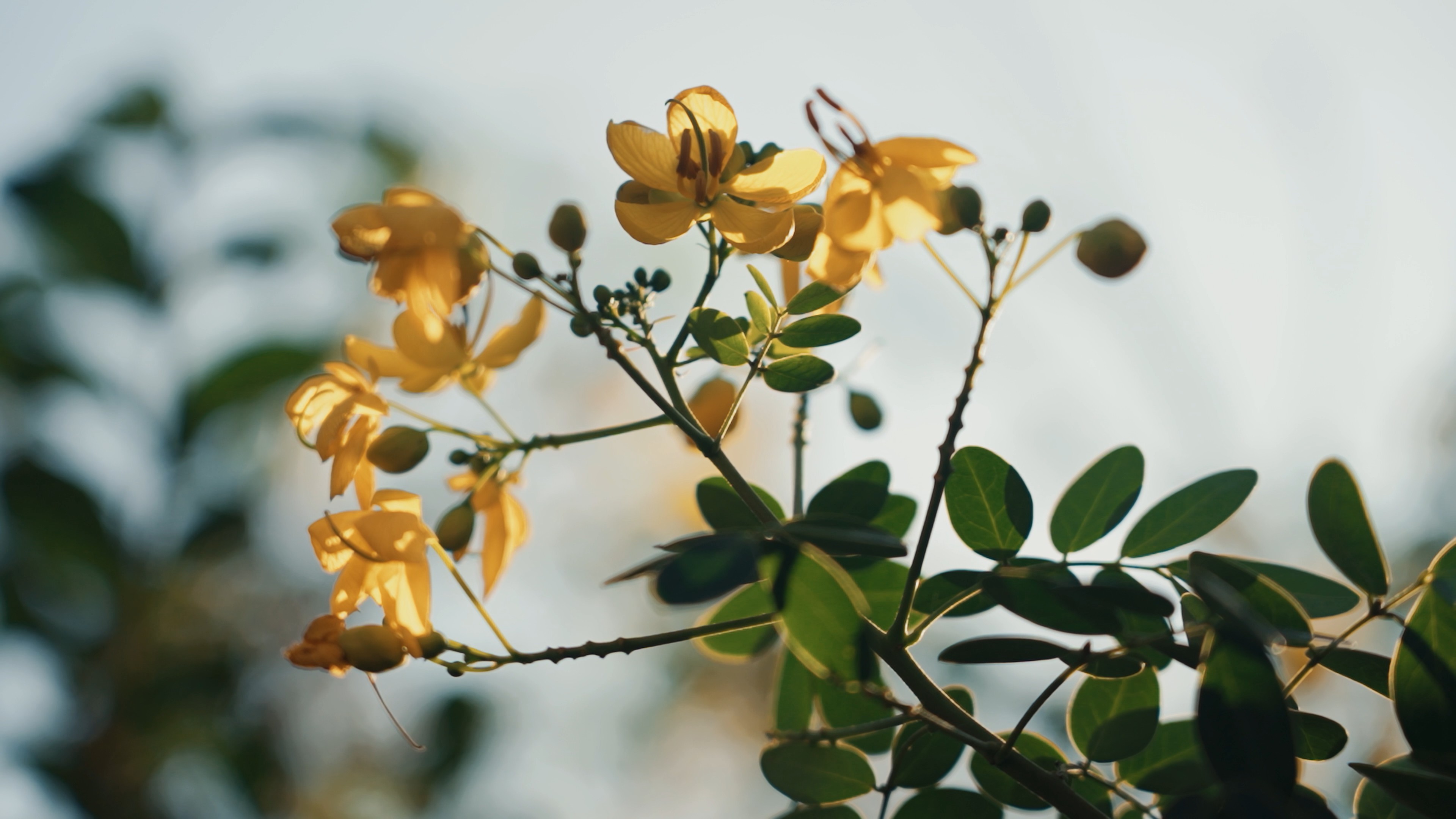 4k阳光下的桂花特写镜头植物风景实拍视频的预览图