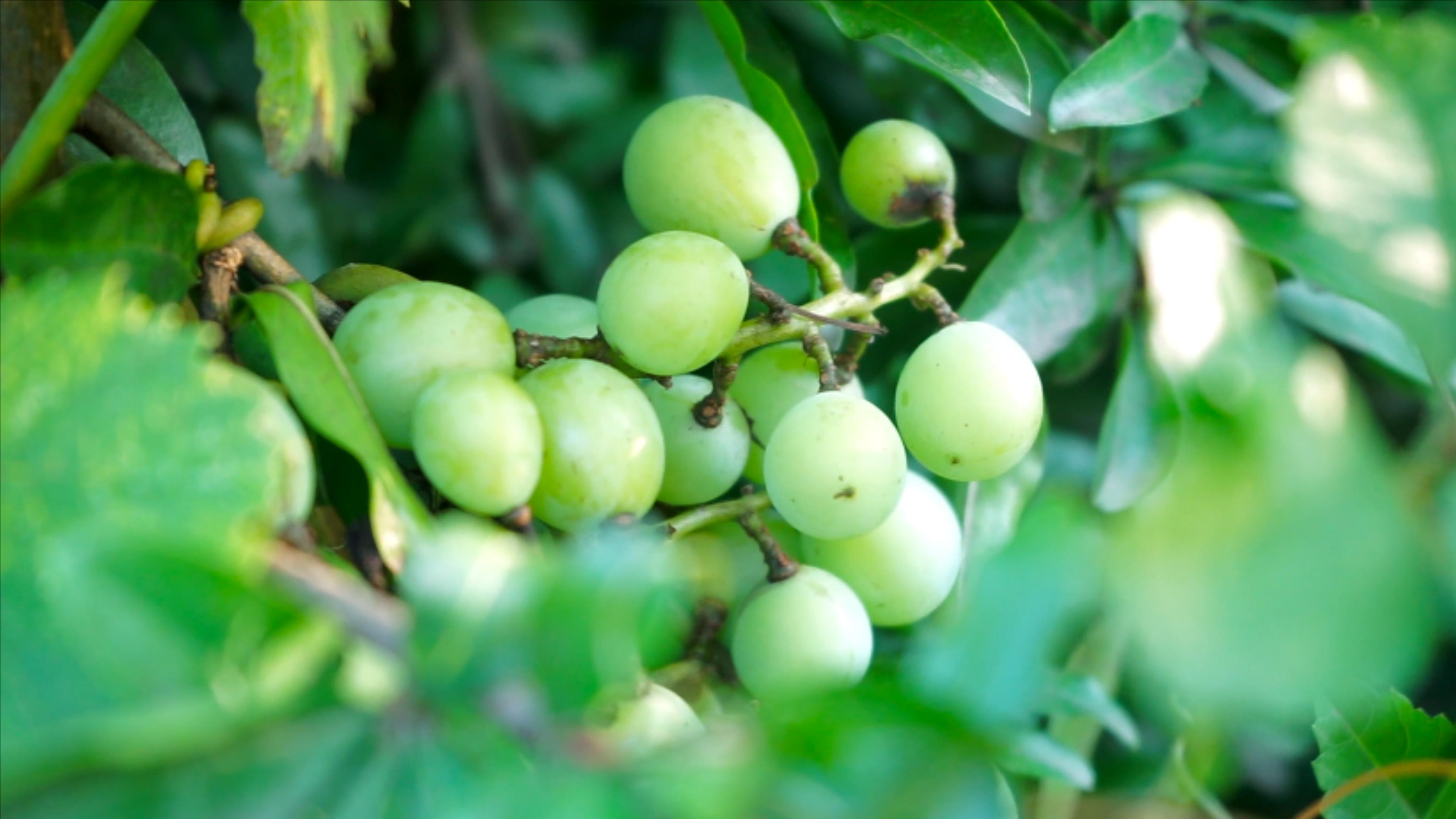 4K实拍葡萄树葡萄果实果树上的葡萄视频的预览图