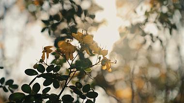 4k阳光穿过桂花唯美植物自然风景空镜视频的预览图