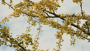 4k金色银杏叶树叶植物实拍秋天风景视频的预览图