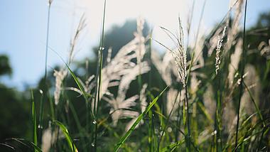 4k阳光下的芦苇植物自然风景唯美空镜视频的预览图