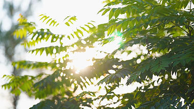 4k实拍唯美阳光透过植物意境视频的预览图