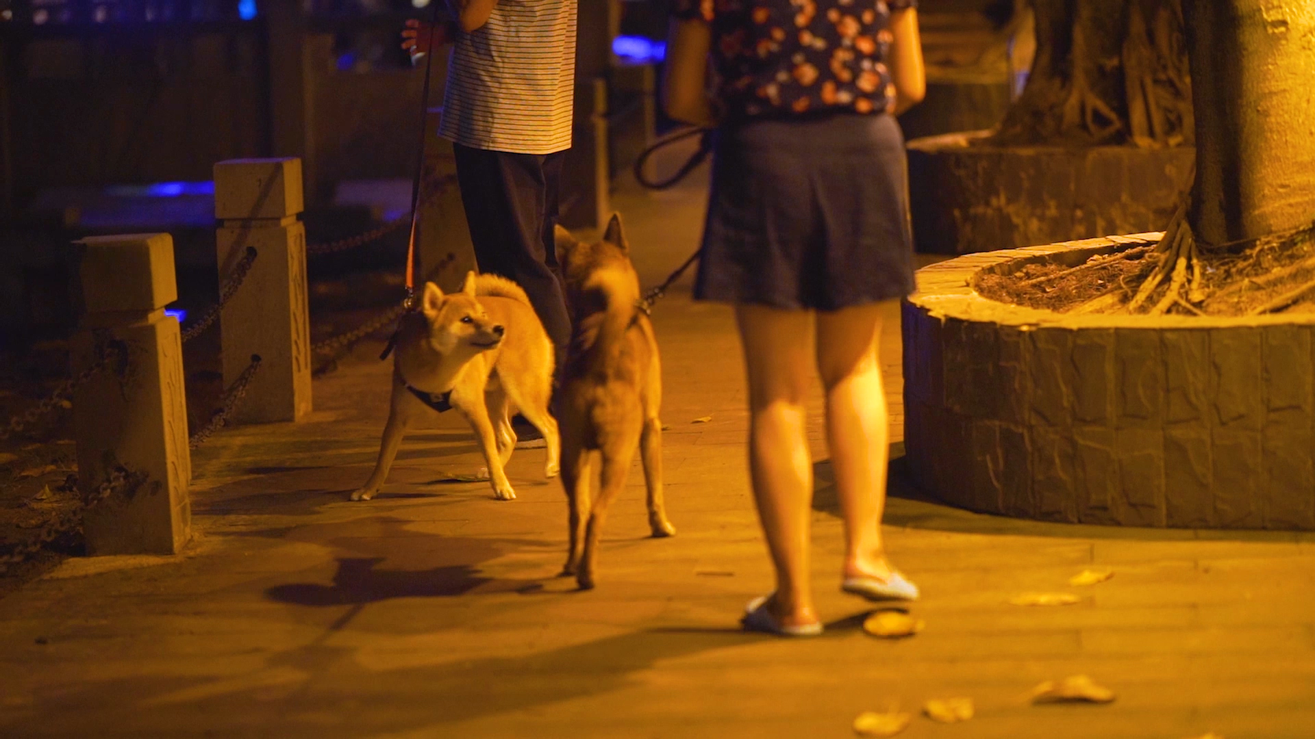 4k实拍夜晚下遛狗散步的人视频的预览图