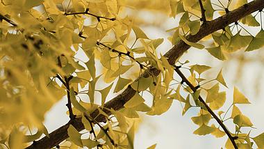 4k随风摆动的金色银杏叶树叶风景实拍视频的预览图