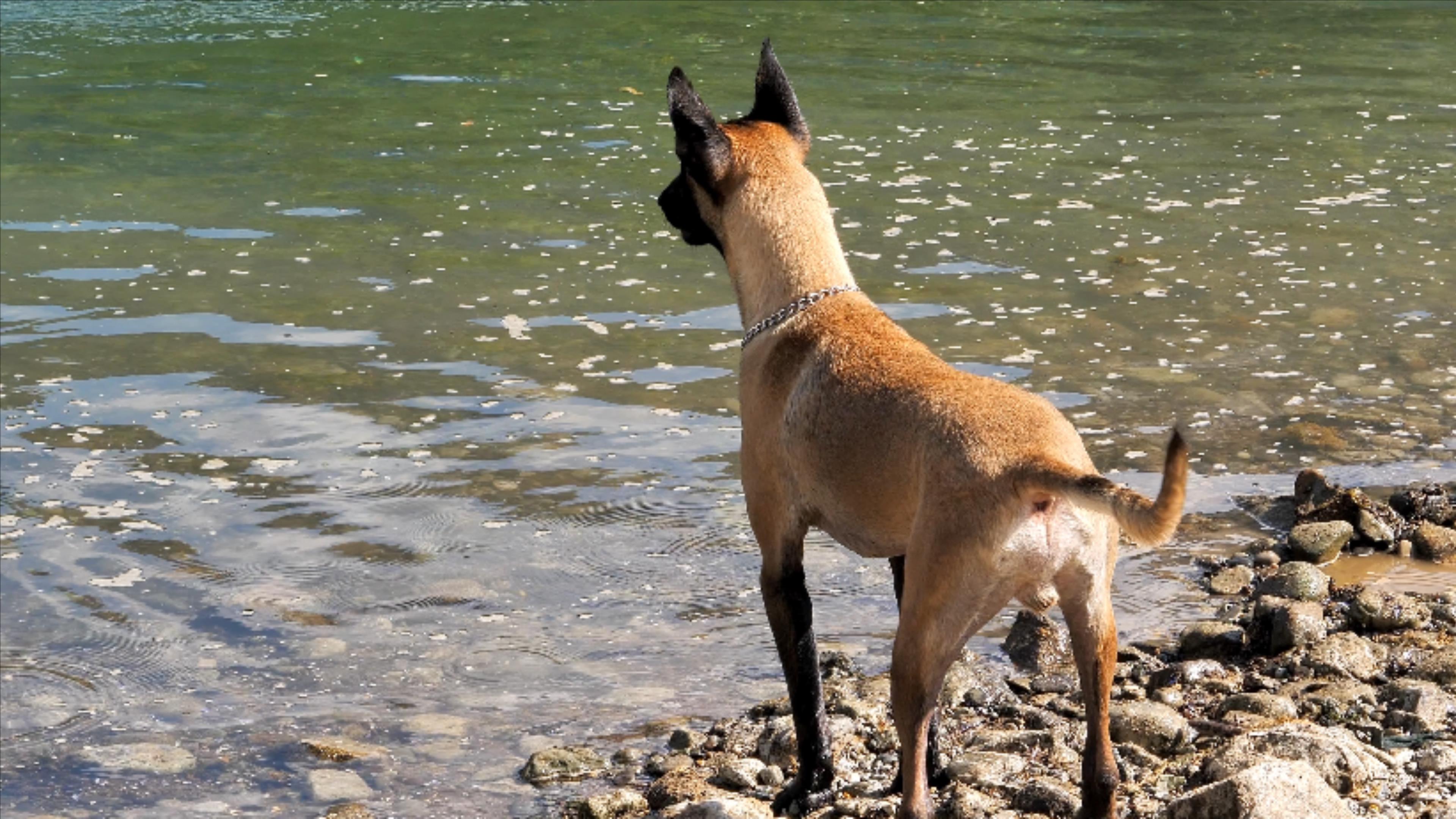 4K拍摄宠物狗河滩上奔跑河水中捉球升格视频的预览图