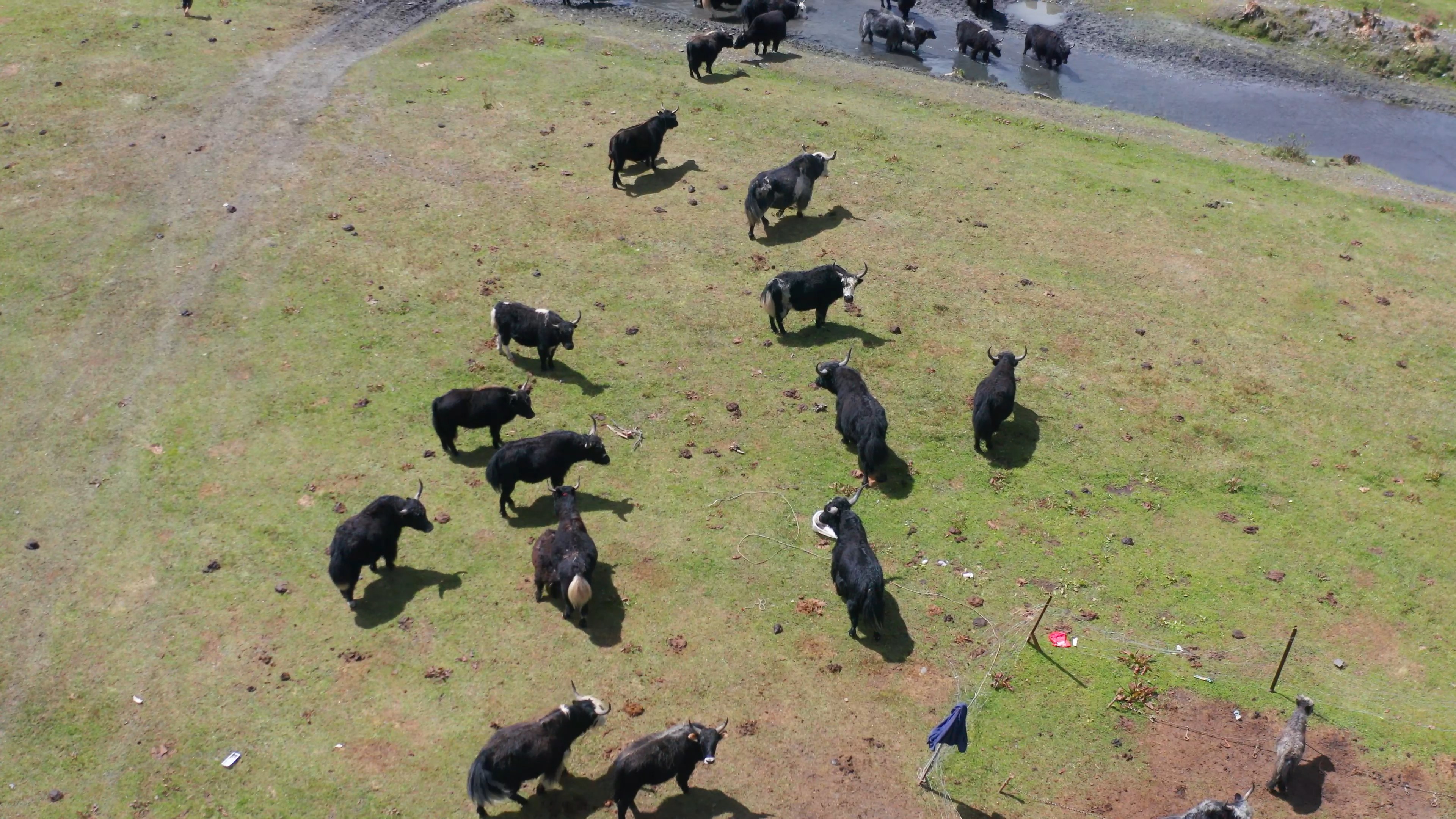 4K实拍牛羊遍地吃草喝水视频素材牧场牧牛视频的预览图