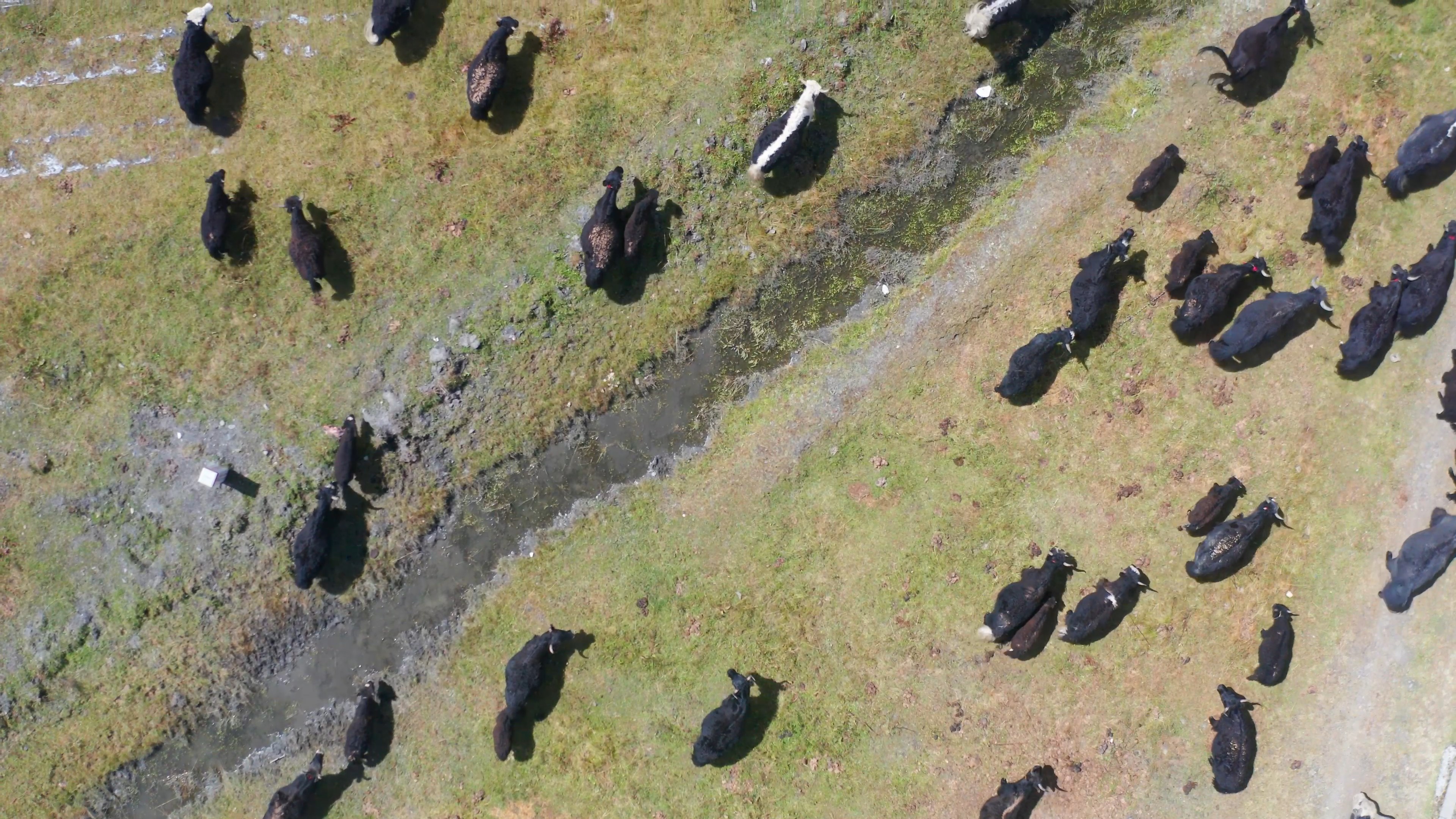 4K实拍耗牛悠闲遍地吃草视频素材视频的预览图