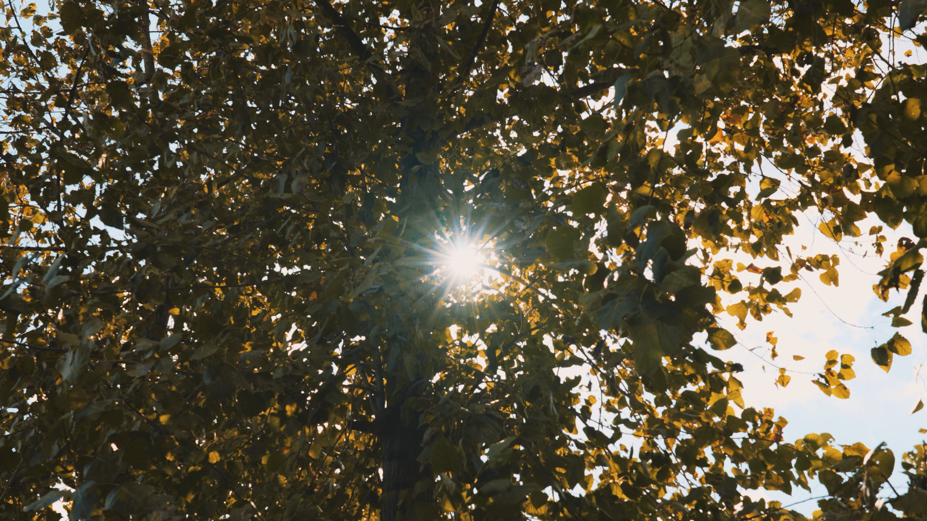 4k阳光穿过泛黄的树叶空镜秋天风景视频的预览图