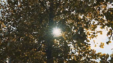 4k阳光穿过泛黄的树叶空镜秋天风景视频的预览图