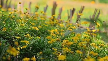 4k黄色小菊花唯美雏菊自然植物空镜视频的预览图