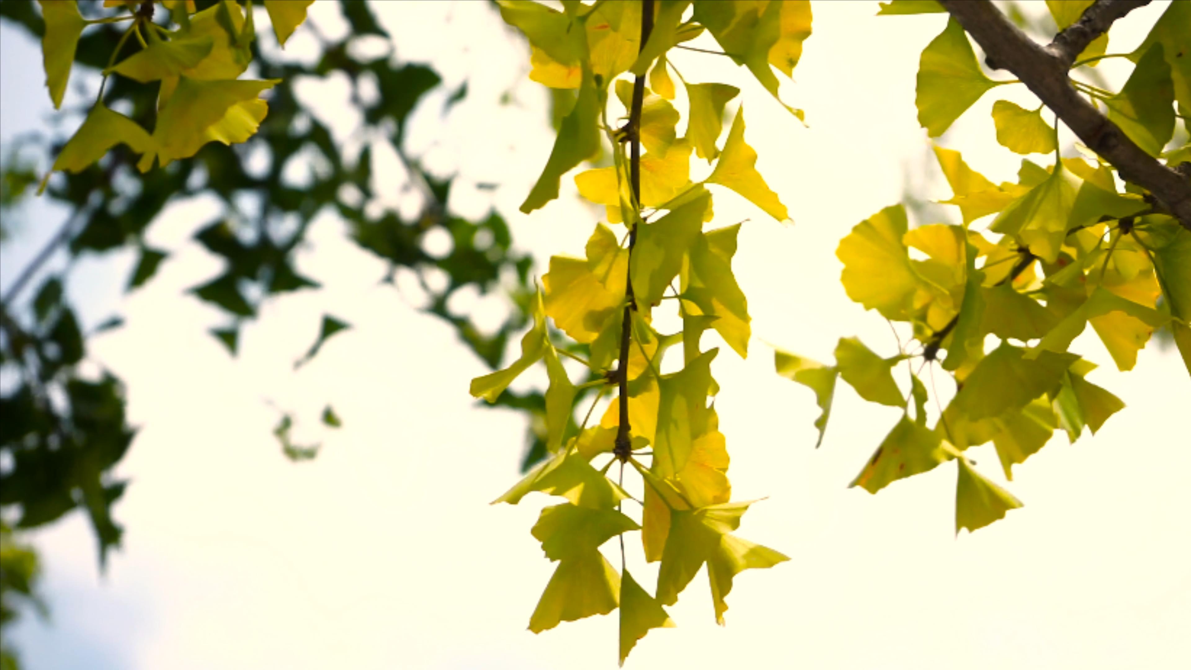 4K实拍金色银杏树叶风景视频的预览图