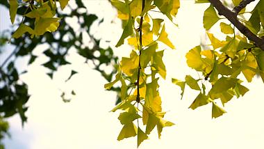 4K实拍金色银杏树叶风景视频的预览图