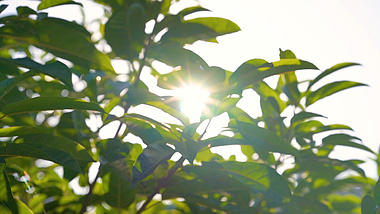 4k实拍唯美阳光透过植物意境风光视频的预览图