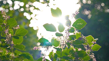 4K实拍唯美逆光植物花卉意境视频的预览图