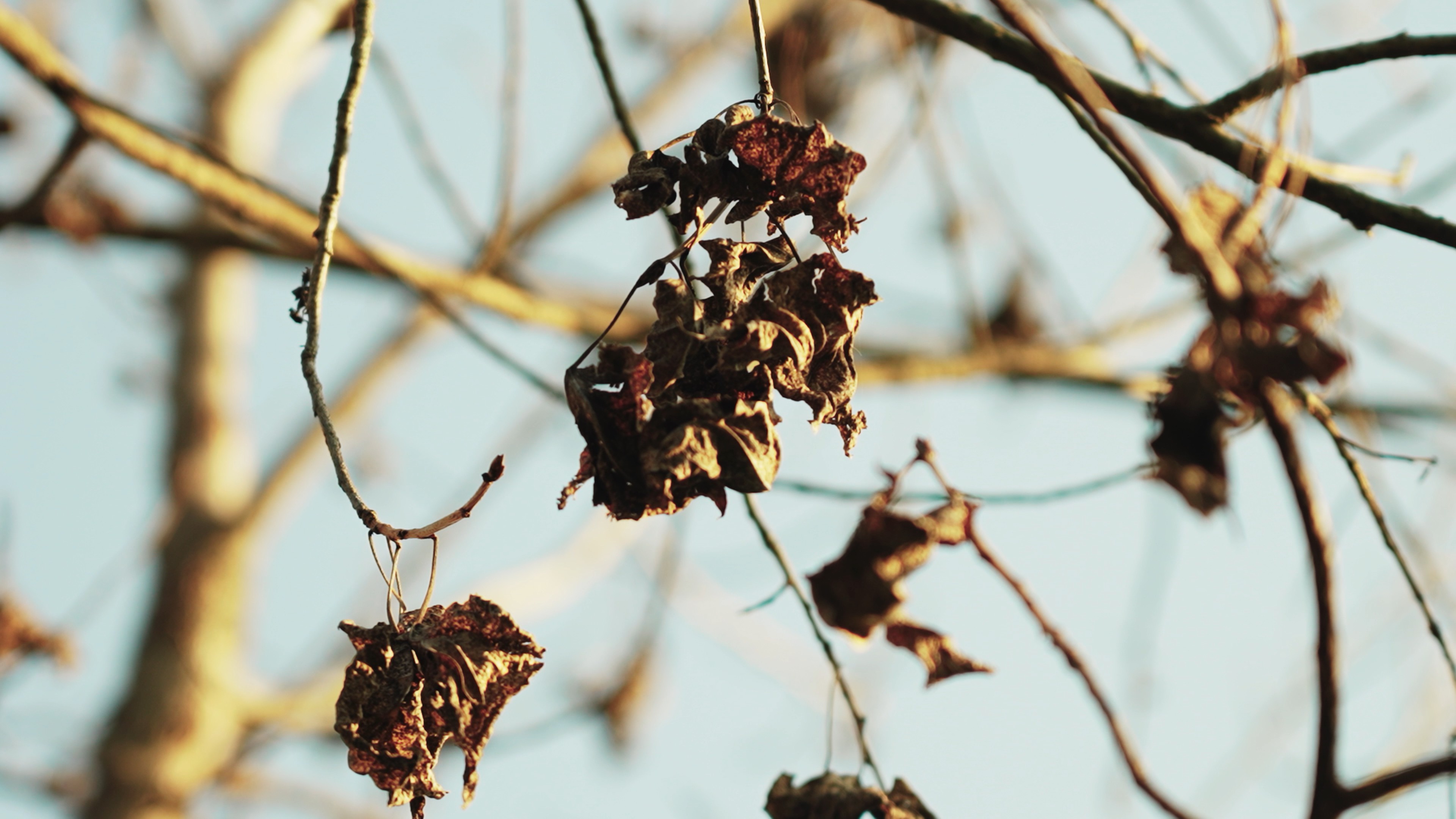4k树上干枯的树叶自然植物空镜秋天风景视频的预览图