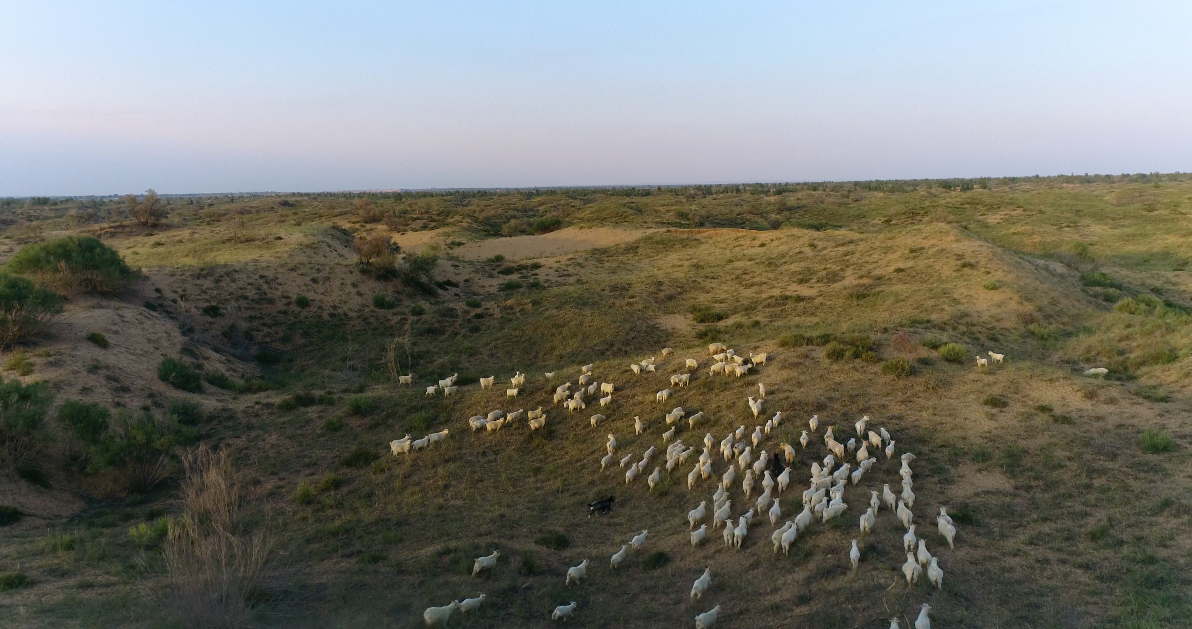 沙漠地区羊群放牧4K航拍视频的预览图