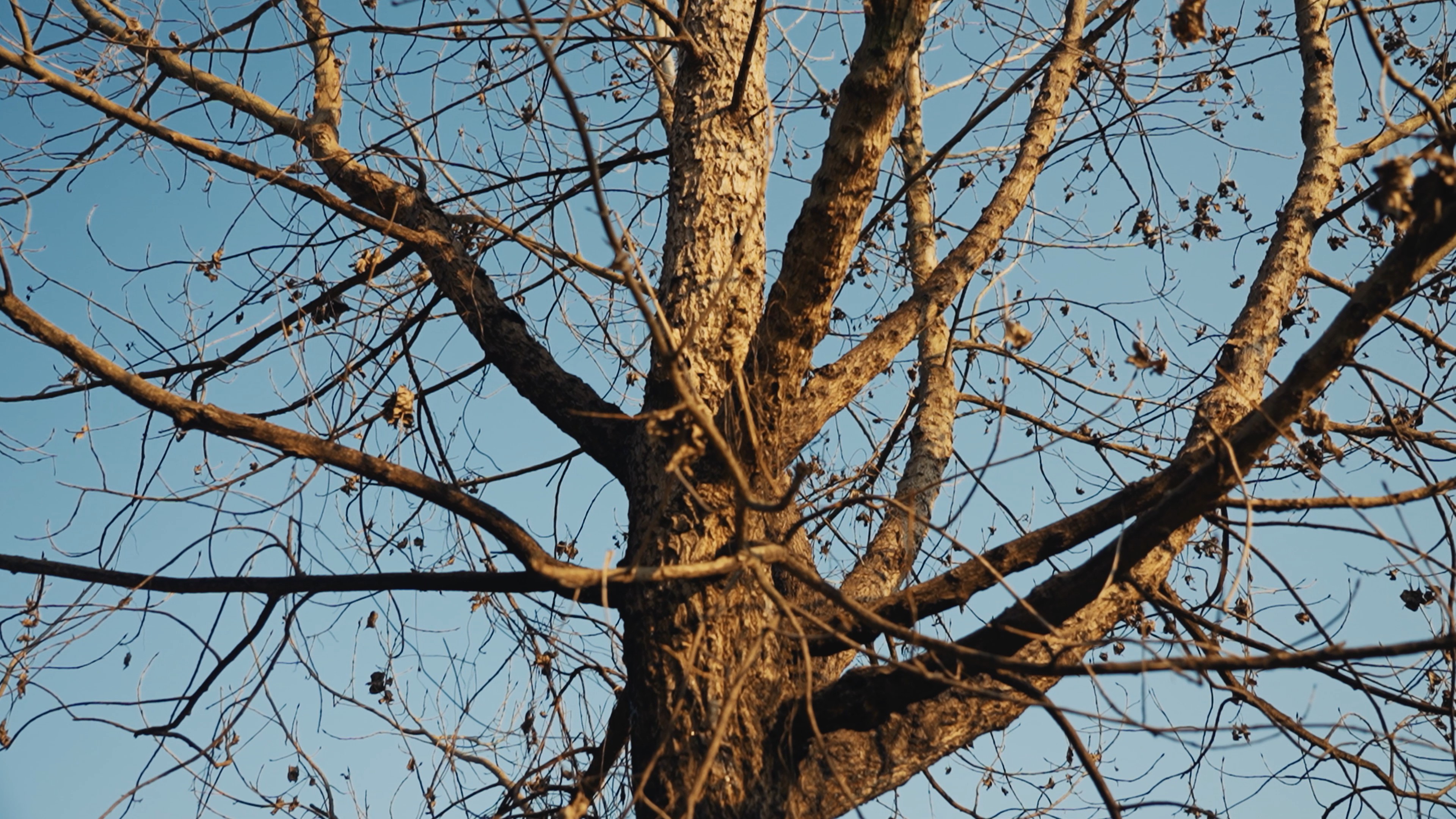 4k光秃秃的树木树枝秋天风景自然空镜视频的预览图