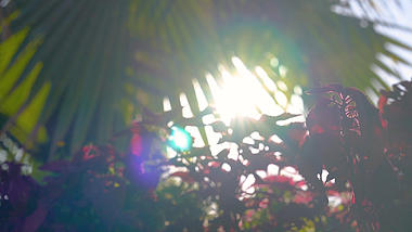 4K实拍唯美阳光透过植物意境视频的预览图
