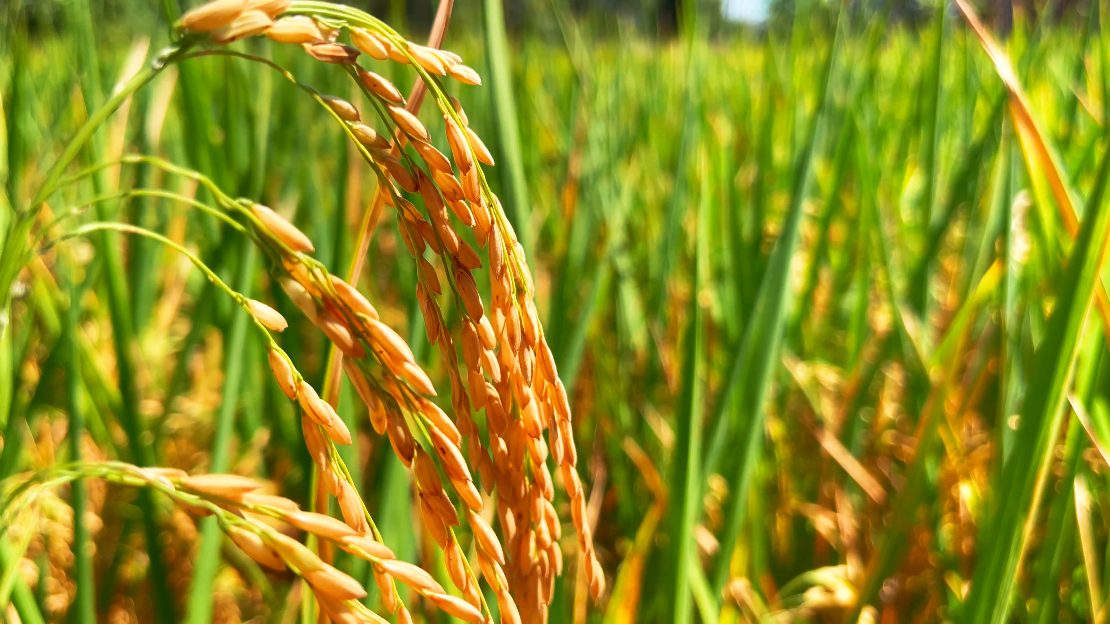 4k实拍金色水稻稻穗视频的预览图