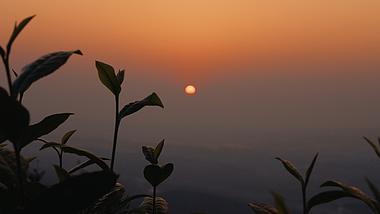 4k唯美日落夕阳植物剪影自然风景实拍视频的预览图