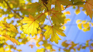 4k实拍唯美秋天枫叶风光意境视频的预览图