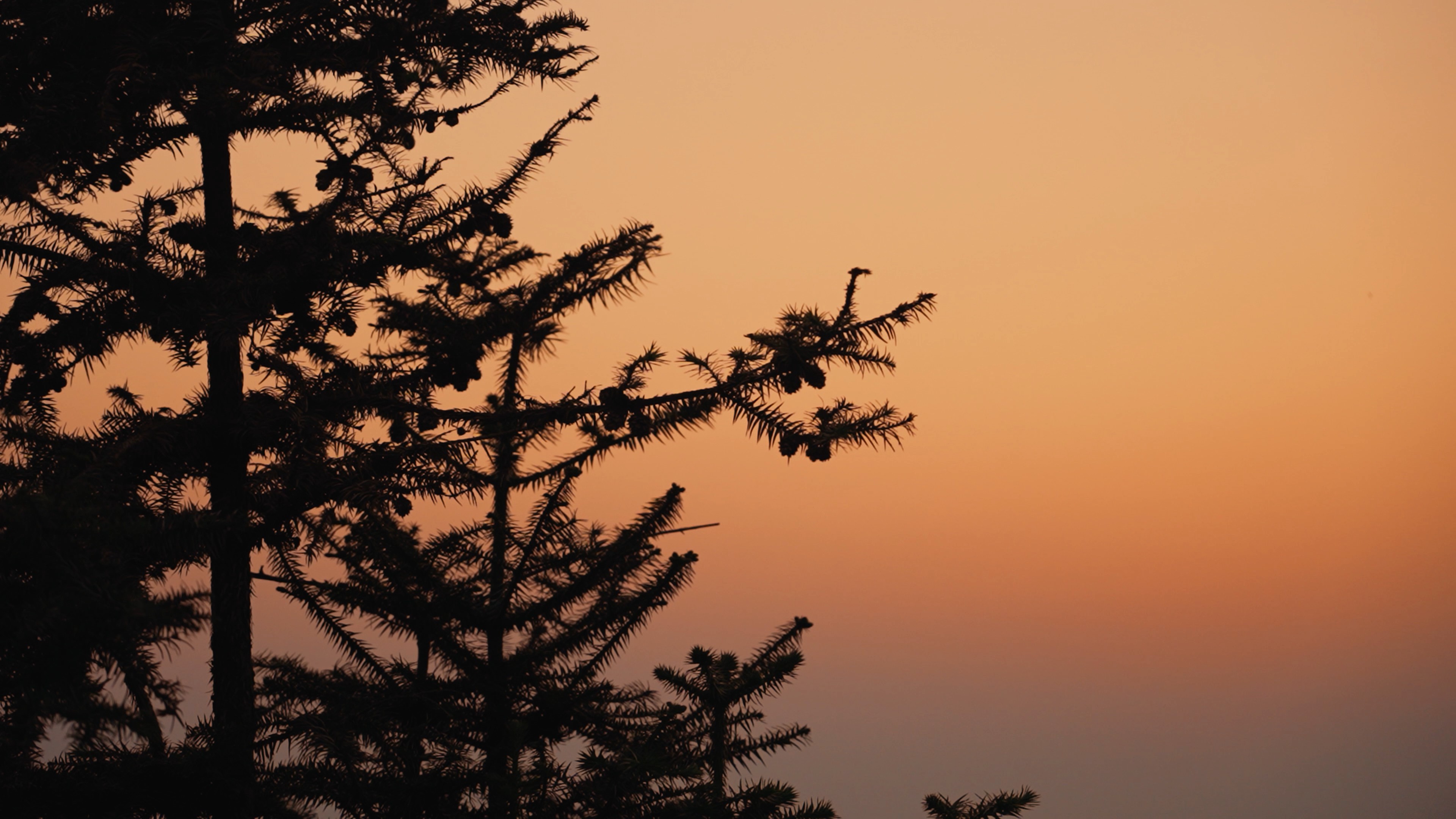 4k日落黄昏松树剪影唯美空镜自然风景视频的预览图