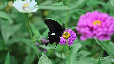 4k黑色蝴蝶花丛中扇动翅膀昆虫自然实拍视频的预览图