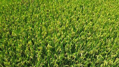 4k航拍稻田里种植的水稻农业经济发展视频的预览图