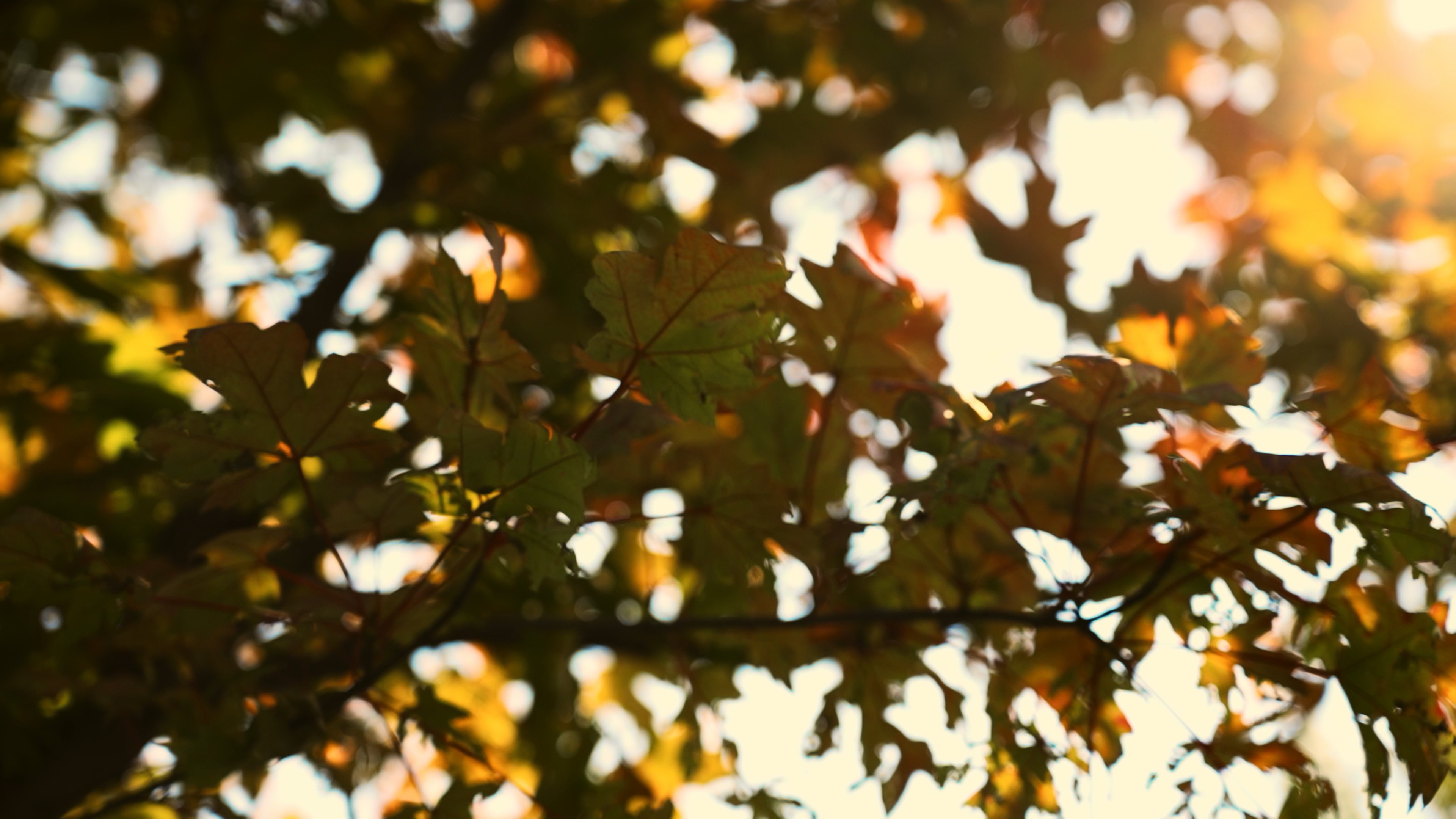 4k阳光下泛黄的枫叶自然空镜秋天风景视频的预览图
