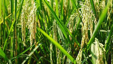 4k水稻农作物庄稼稻田农业经济实拍视频的预览图