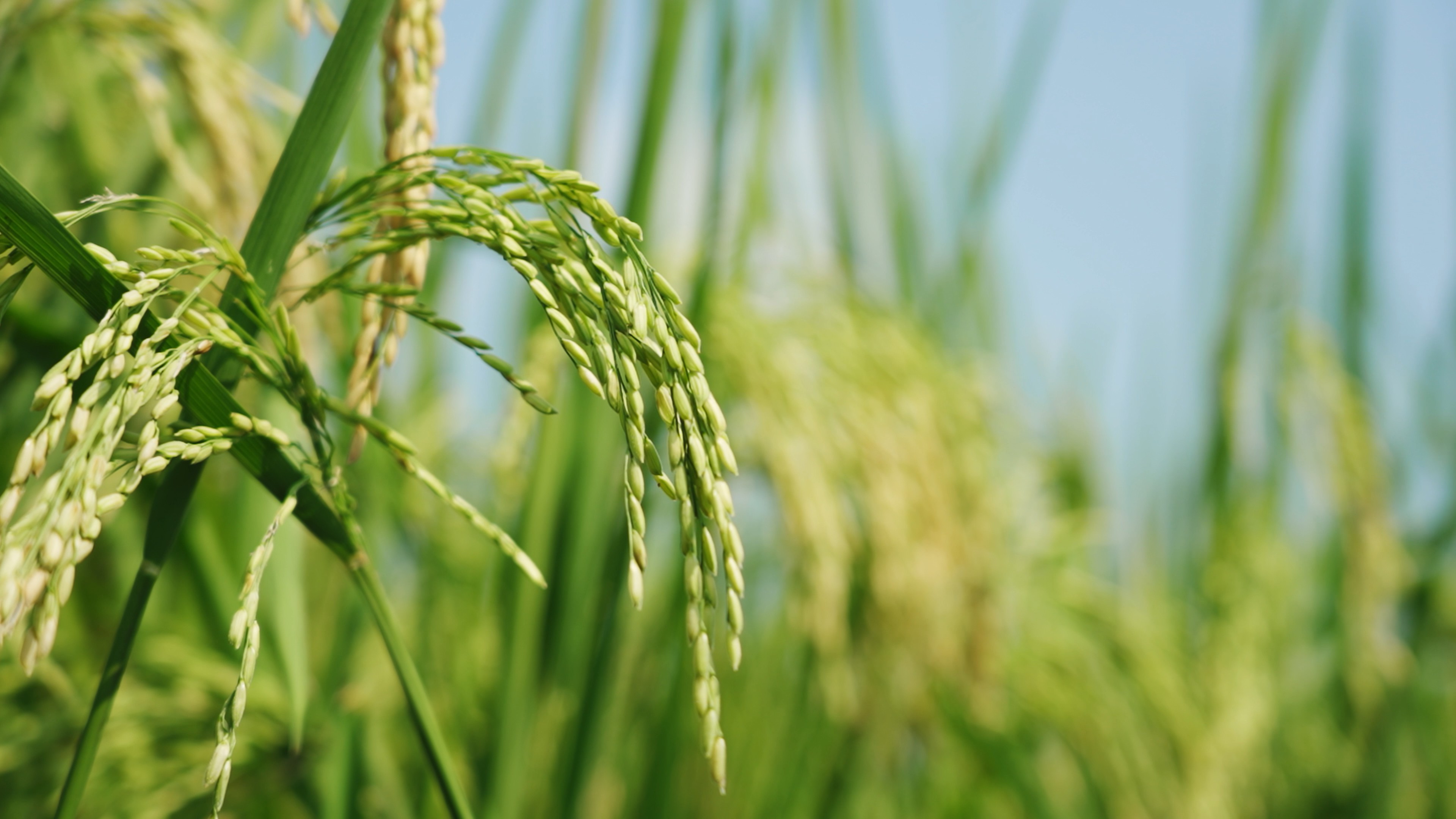 4k稻田里的水稻庄稼农作物实拍农业经济视频的预览图