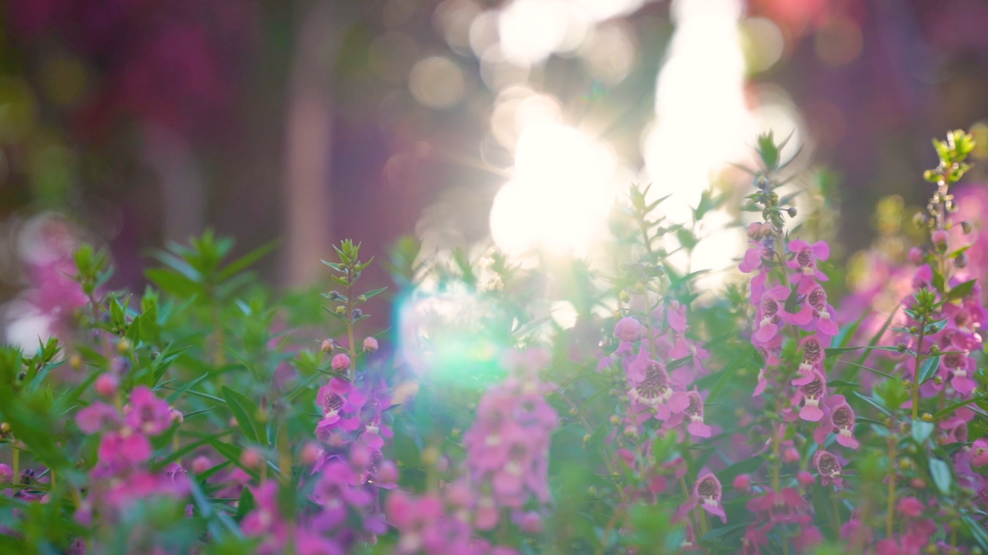 4k实拍唯美阳光透过植物花卉风光香彩雀视频的预览图